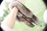 Coyote pelt mutation wild natural black furred animal ~  