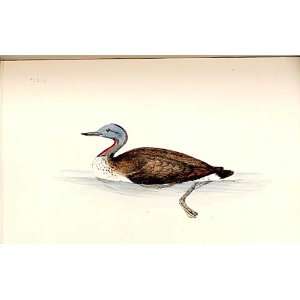  Red Throated Diver Meyer H/C Birds 1842 50