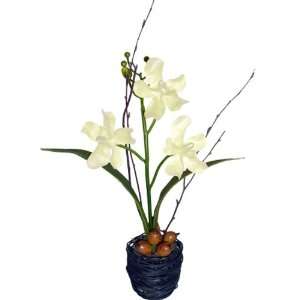  White Vanda Orchid in Wire Vase