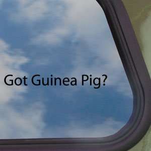  Got Guinea Pig? Black Decal Cavy 4 H Hamster Gerbil 