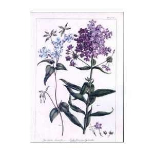  Phlox Pl. Ccv Poster Print