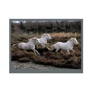  Equus, Camargue (France) Poster Print