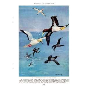1938 White Bellied Booby Red footed Booby   Allan Brooks Vintage Bird 