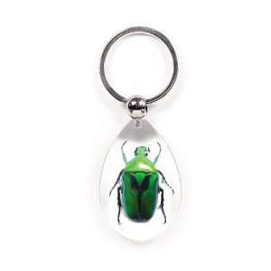   Key Chain Tear Drop Shape Clear Green Chafer Beetle
