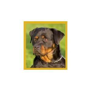  New Magnetic Bookmark Rottweiler Puppy High Quality Modern 