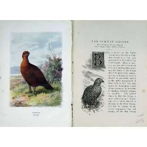  1901 Swaysland Wild Birds Red Common Grouse Thorburn