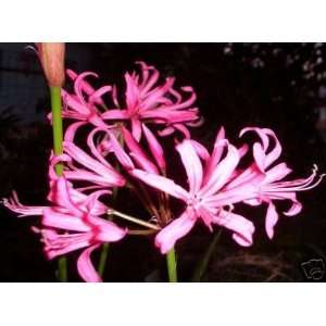  NERINE BOWDENII