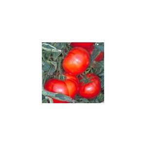   Silvery Fir Tree Tomato Organic Heirloom Seeds Patio, Lawn & Garden