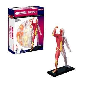  4D Human Anatomy Muscle & Skeleton Model by TEDCO Toys 