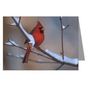   Cardinal Unique Greeting Cards Pk of 10 by  Health