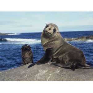  Stellar Sea Lions (Eumetopias Jubatus) Resting on Rocks on 