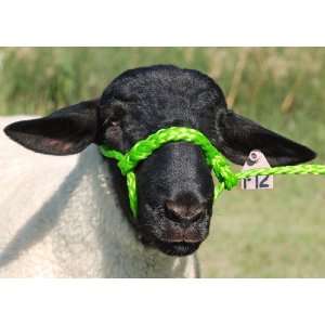  Weaver Leather POLY ROPE SHEEP HALTER,LIME Sports 