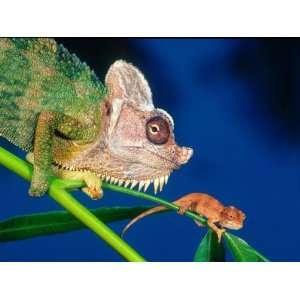  High Casque Chameleon with Young, Native to Eastern Africa 
