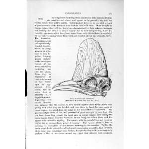   NATURAL HISTORY 1895 SKULL AUSTRALIAN CASSOWARY BIRD