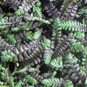  Leptinella squalida Platts Black 15 Plants 4 1/2 inch 