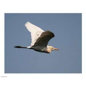 Cattle Egret 10.00 x 8.00 Poster Print