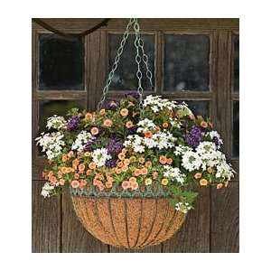  Summer Sweetness Annual Collection6 plants Patio, Lawn & Garden
