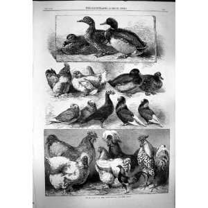  1863 PRIZE BIRDS BIRMINGHAM POULTRY SHOW OLD PRINT