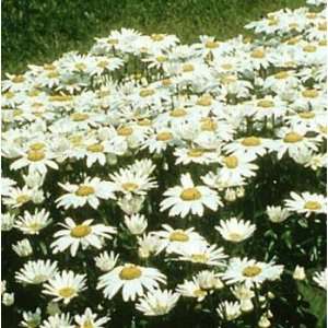  Leucanthemum x superbum Snowcap 15 Plants 1 Qt. Pots 