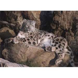   Carl Brenders   Ghost Cat   Snow Leopard Canvas Giclee