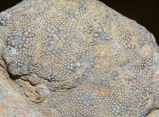 Chaetetes sp  RARE  Devonian Sponge  