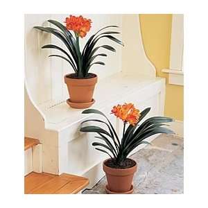  Pair of Clivia    The Perfect Houseplant Patio, Lawn 