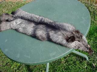 SILVER FOX PELT Ranched fur for LOG/hunters CABIN decor  