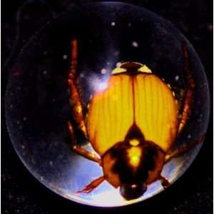   Embedment Marble w Golden Cockchafer Beetle   Bug Inside Toys & Games