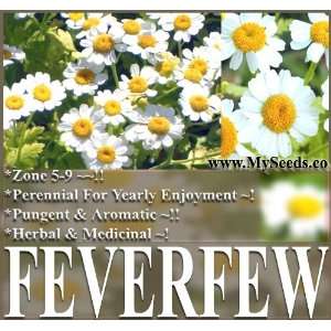  500+ FEVERFEW FLOWER HERB SEEDS ~ AROMATIC T. Parthenium 