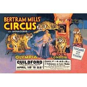   Tigers Bertram Mills Circus and Menagerie   00436 3