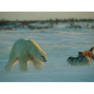 Polar Bear (Ursus Maritimus) and Two Dogs Engage in a Confrontation 