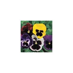  Parks Whopper Pansy Collection Seeds Patio, Lawn 