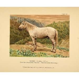  1896 Chromolithograph SERKO Small Gray Russian Horse 