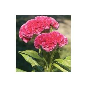  Cramers Rose Celosia (Special)   50 Seeds Patio, Lawn 