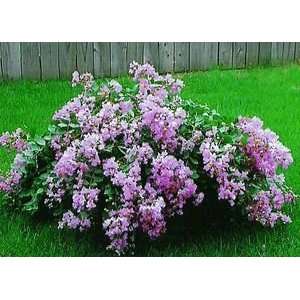 CRAPEMYRTLE ORCHID CASCADE / 3 gallon Potted Patio, Lawn 
