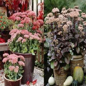  Sedum combo Brilliant/Matrona   6 plants Patio, Lawn 