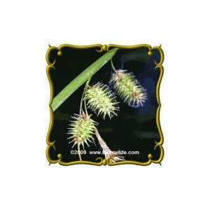   Lb   Porcupine Sedge   Bulk Wild Grass Seeds Patio, Lawn & Garden