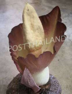 Bulb AMORPHOPHALLUS KORATENSIS Voodoo lily, FREE Phytosanitiary 