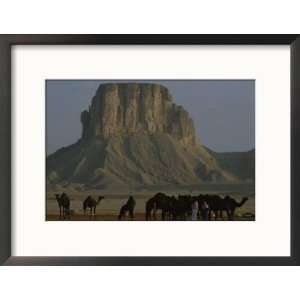  Camels Graze in Front of a Butte in Saudi Arabia Animals 