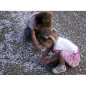  Sisters Play with Cherry Blossom Petals, Washington, D.C 