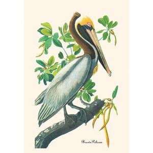  Paper poster printed on 12 x 18 stock. Brown Pelican 
