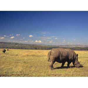  White Rhinoceros Grazing on the Savanna, Ceratotherium 