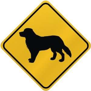    ONLY  AMERICAN BRITTANY  CROSSING SIGN DOG