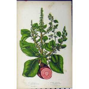  C1880 Wild Amaranth Goosefoot Beet Anne Pratt Botanical 