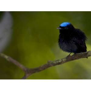 Male Blue Crowned Manakin (Lepidothrix Coronata) Sits on Branch in 