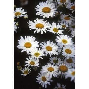  Shasta Daisies By Collections Etc Patio, Lawn & Garden