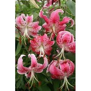  Fall Planting Lily Speciosum Rubrum 16 18 cm. 25 pack 