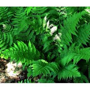   Wood Fern   Dryopteris   SHADE   Evergreen Patio, Lawn & Garden