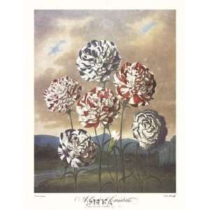  A Group of Carnations by Robert John Thornton MD. . Art 