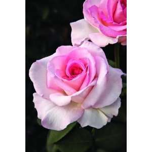   Pink Promise (Rosa Hybrid Tea)   Bare Root Rose Patio, Lawn & Garden